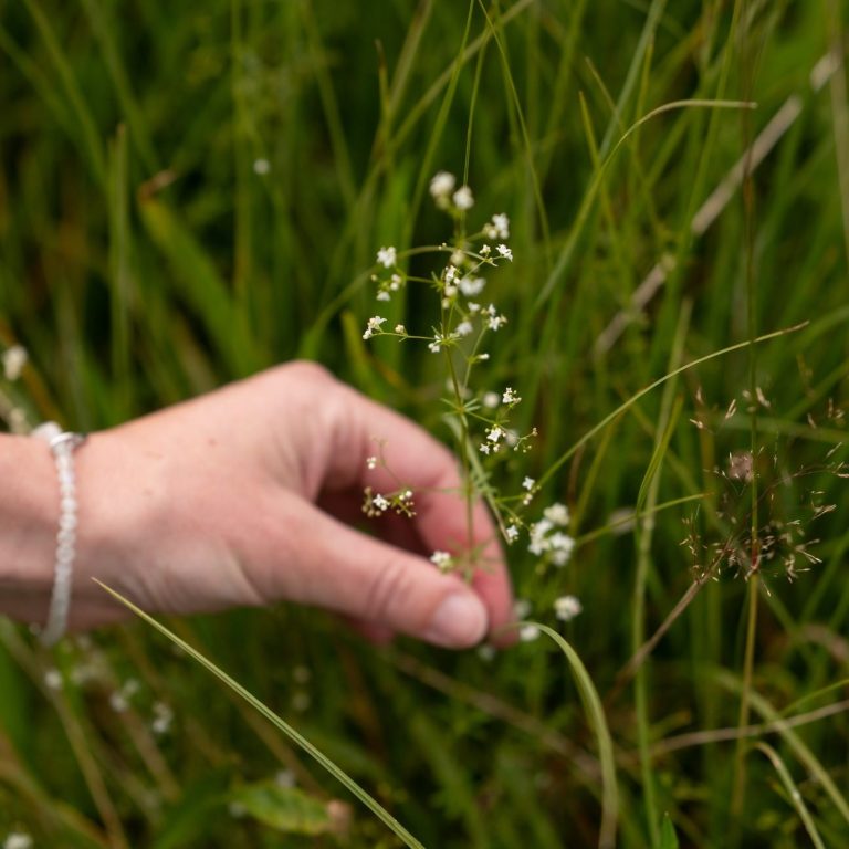Kräuterwanderungen Kräuterwanderungen